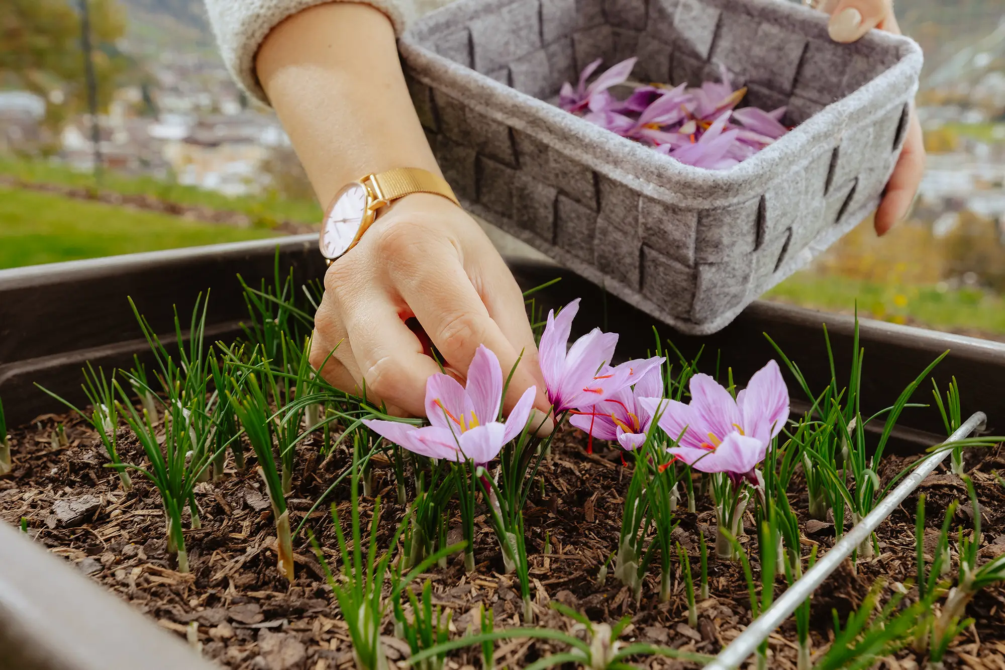 Nahaufnahme einer Hand beim Pflücken der Safranblüten. Im Hintergrund zweite Hand mit Korb und gepflückten Blüten