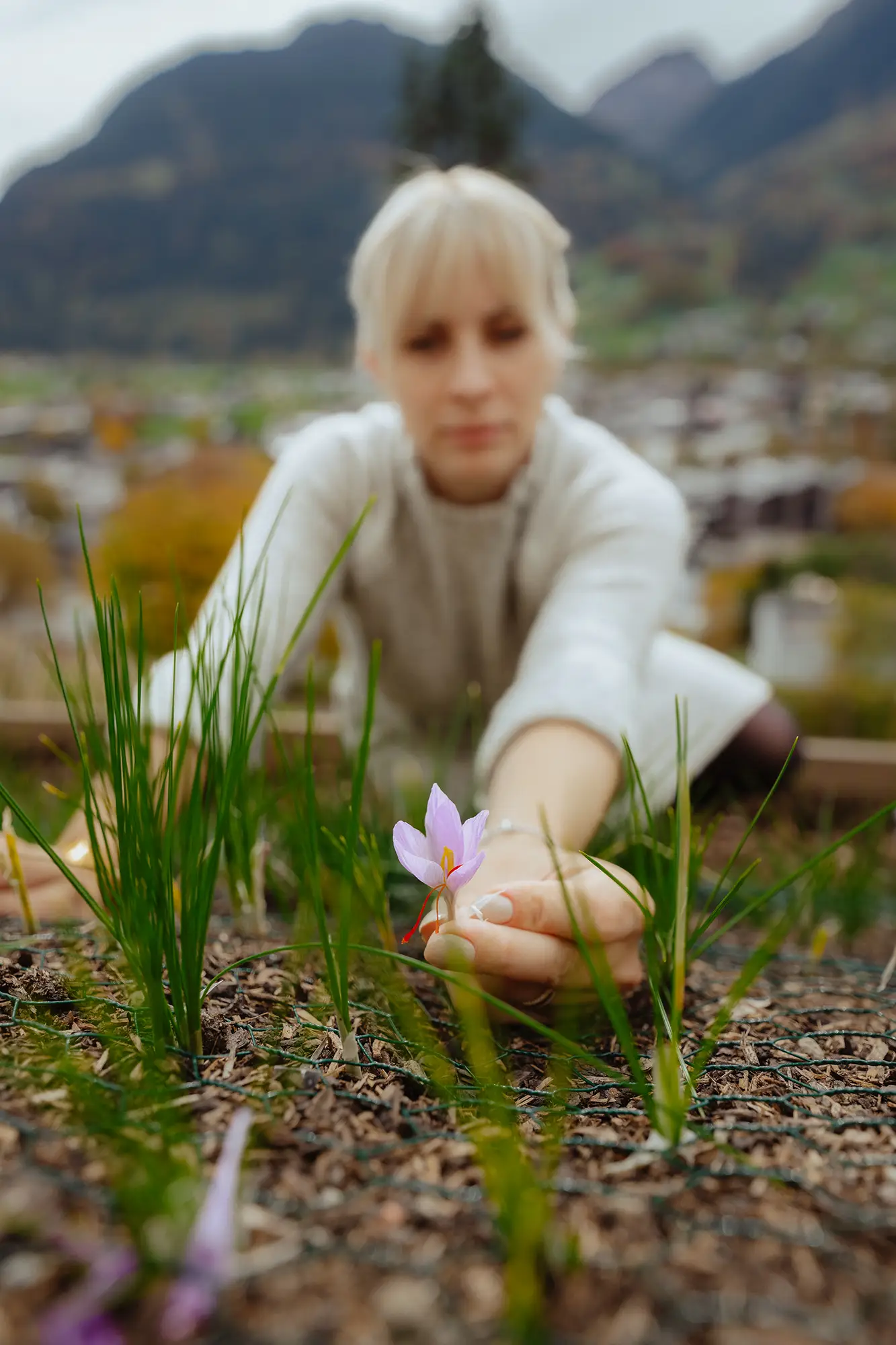 Scharf fokussierte Safranblüte im Vordergrund, die Florine Fürstler gerade erntet; sie selbst ist leicht unscharf im Hintergrund.