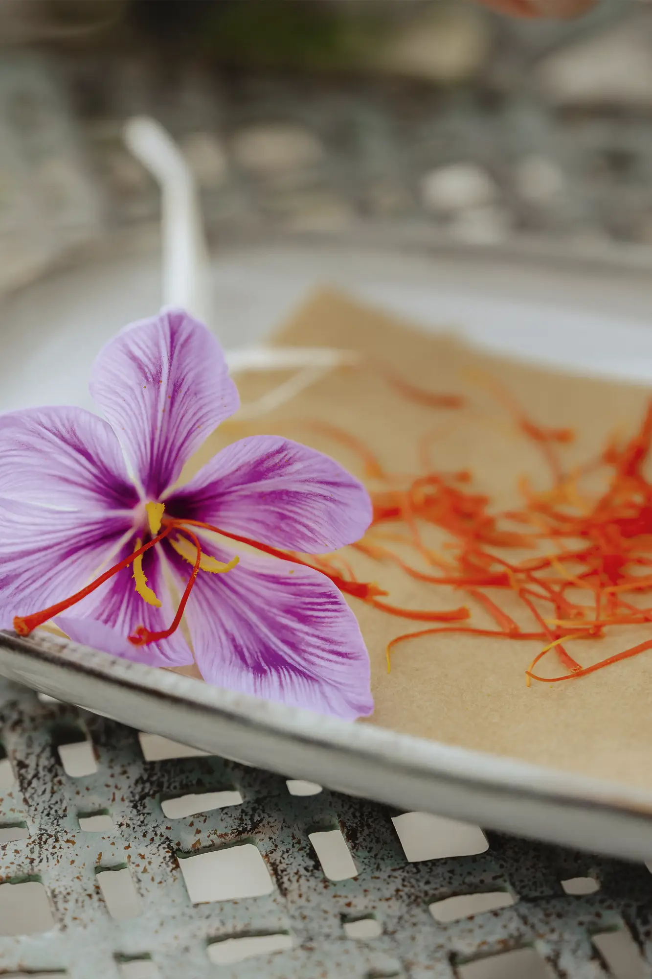 Nahaufnahme Safranblüte mit feinen Safranblüten daneben auf Porzellanteller und Metalltisch
